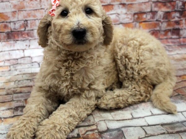 F1B Goldendoodle DOG Female Gold 16688 Petland Wichita, Kansas