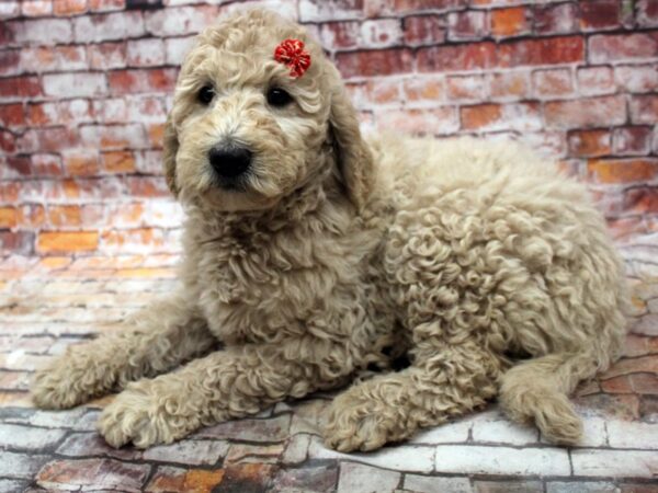F1B Goldendoodle-DOG-Female-Gold-16687-Petland Wichita, Kansas