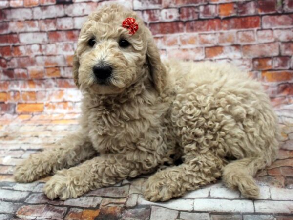 F1B Goldendoodle DOG Female Gold 16687 Petland Wichita, Kansas