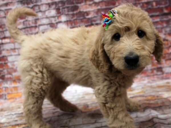 F1B Goldendoodle DOG Female Gold 16686 Petland Wichita, Kansas