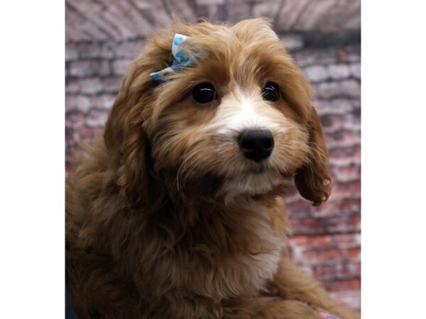 F1B Mini Bernedoodle DOG Female Red 16683 Petland Wichita, Kansas