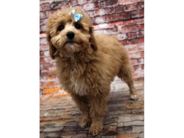 F1B Mini Bernedoodle DOG Female Red 16682 Petland Wichita, Kansas