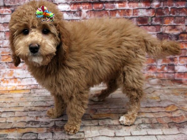 F1B Mini Bernedoodle-DOG-Female-Red-16681-Petland Wichita, Kansas