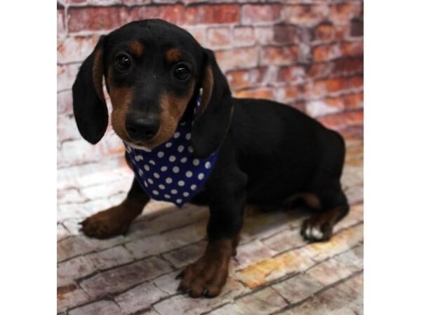 Miniature Dachshund DOG Male Black & Rust 16680 Petland Wichita, Kansas