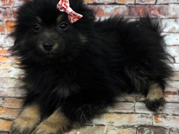 Pomeranian DOG Female Black & Tan 16678 Petland Wichita, Kansas