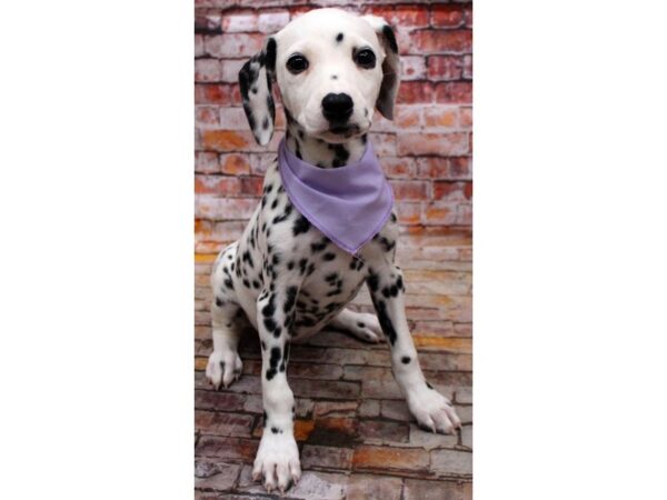 Dalmatian DOG Female White w/ Black Spots 16677 Petland Wichita, Kansas