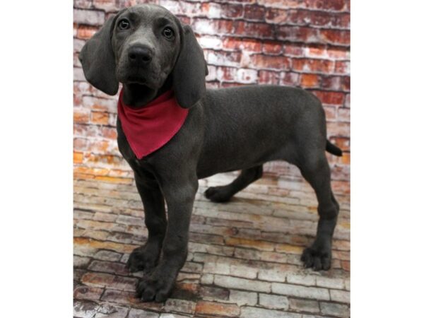 Weimaraner DOG Female Blue 16676 Petland Wichita, Kansas