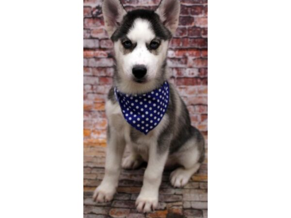 Siberian Husky DOG Male Silver & White 16675 Petland Wichita, Kansas