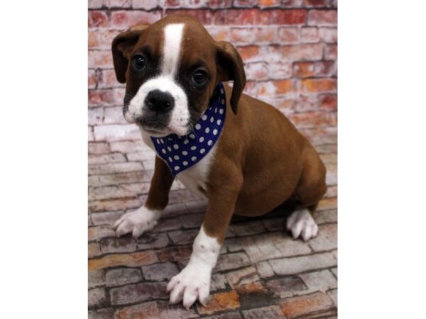 Boxer DOG Male Flashy Fawn 16674 Petland Wichita, Kansas