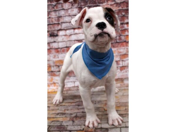 Boxer DOG Male White & Fawn Piebald 16673 Petland Wichita, Kansas