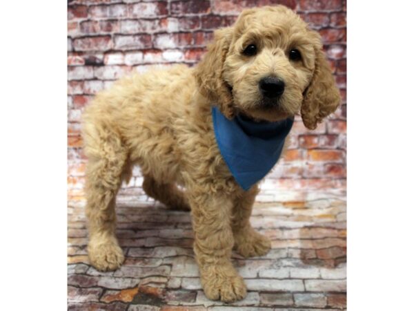 F1B Goldendoodle DOG Male Apricot 16685 Petland Wichita, Kansas