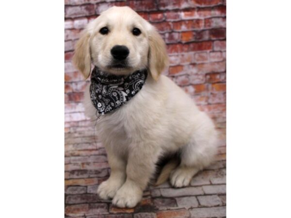 Golden Retriever DOG Male Golden 16717 Petland Wichita, Kansas