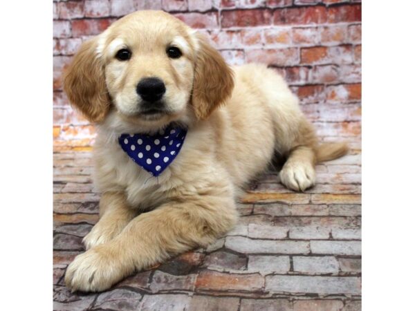 Golden Retriever-DOG-Male-Golden-16716-Petland Wichita, Kansas