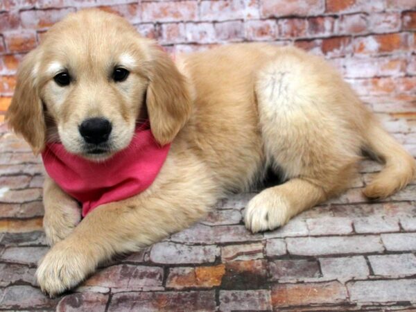 Golden Retriever DOG Female Golden 16715 Petland Wichita, Kansas