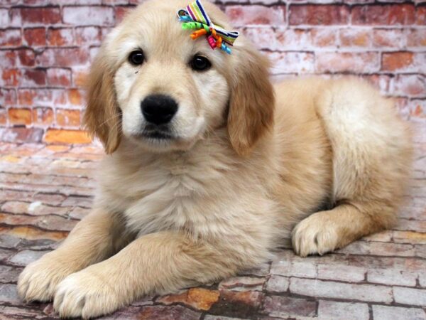Golden Retriever-DOG-Female-Golden-16714-Petland Wichita, Kansas