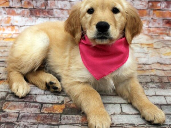 Golden Retriever DOG Female Golden 16713 Petland Wichita, Kansas