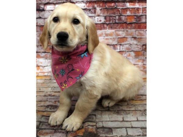 Golden Retriever-DOG-Female-Golden-16712-Petland Wichita, Kansas