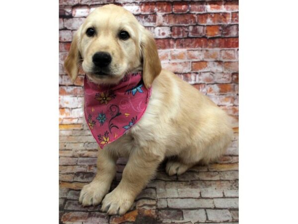 Golden Retriever DOG Female Golden 16712 Petland Wichita, Kansas