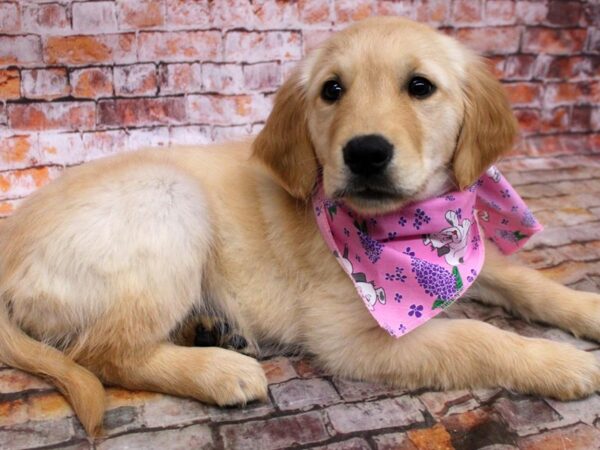 Golden Retriever DOG Female Golden 16711 Petland Wichita, Kansas