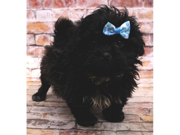 Teddy Bear-DOG-Female-Brindle-16710-Petland Wichita, Kansas