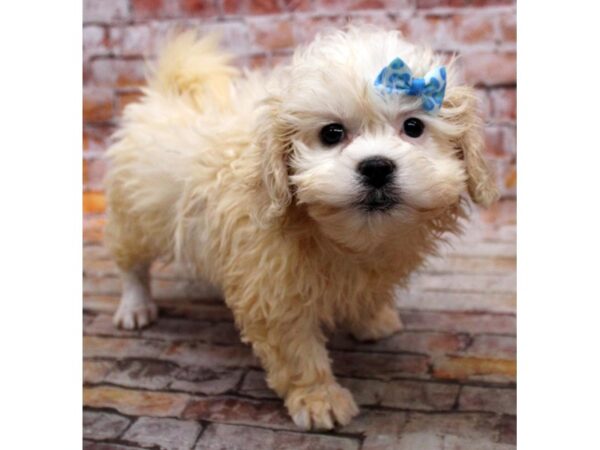 Teddy Bear-DOG-Female-Cream-16709-Petland Wichita, Kansas