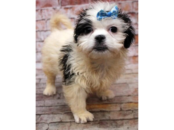 Teddy Bear DOG Female Black & White 16708 Petland Wichita, Kansas