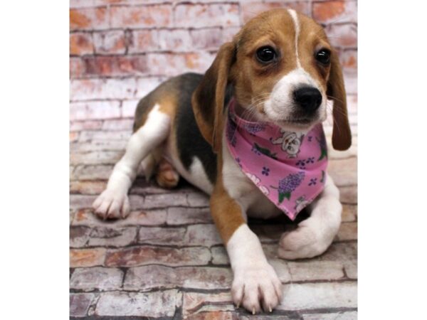 Beagle DOG Female Black Tri 16706 Petland Wichita, Kansas