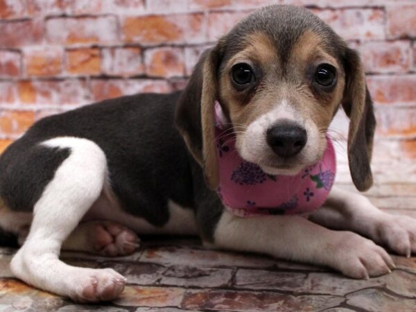 Beagle-DOG-Female-Blue Tri-16705-Petland Wichita, Kansas
