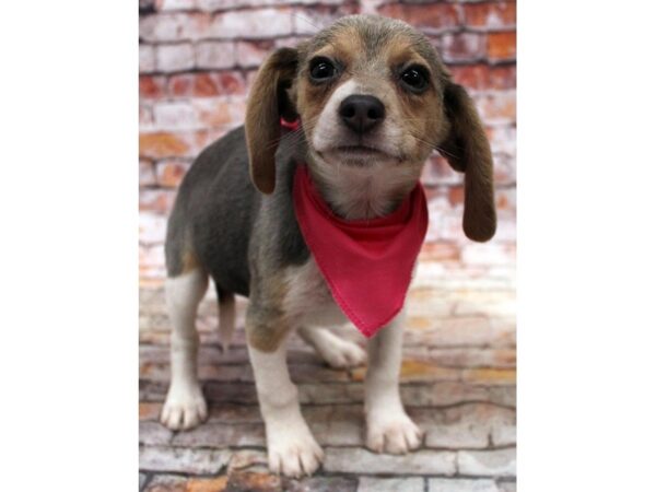 Beagle DOG Female Blue Tri 16704 Petland Wichita, Kansas