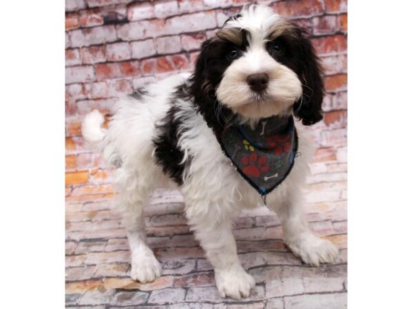 F1B Cockapoo-DOG-Male-Chocolate Tri Pied-16703-Petland Wichita, Kansas