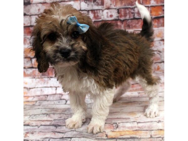 F1B Cockapoo-DOG-Female-Sable & White-16702-Petland Wichita, Kansas