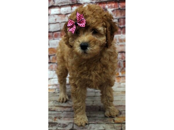 Miniature Poodle-DOG-Female-Red-16701-Petland Wichita, Kansas