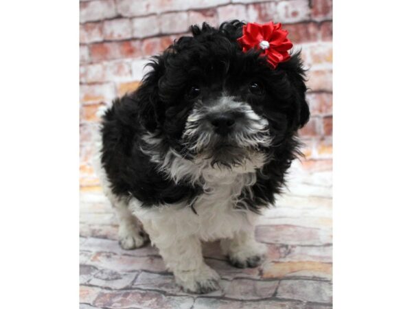 Toy HavaPoo DOG Female Black & White 16730 Petland Wichita, Kansas