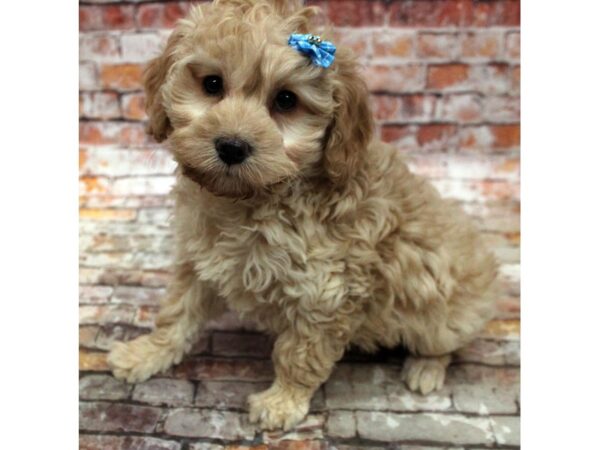 Cockapoo-DOG-Female-Buff-16726-Petland Wichita, Kansas