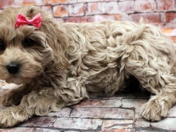 Cockapoo DOG Female Buff 16725 Petland Wichita, Kansas