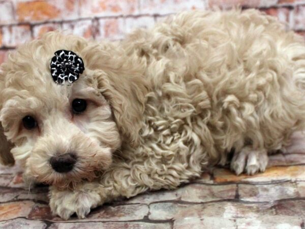 Cockapoo DOG Female Buff 16724 Petland Wichita, Kansas