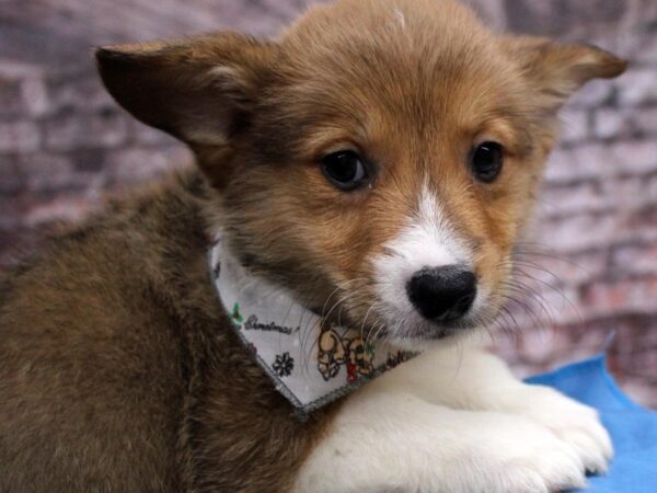 Pembroke Welsh Corgi DOG Male Red & White 16723 Petland Wichita, Kansas