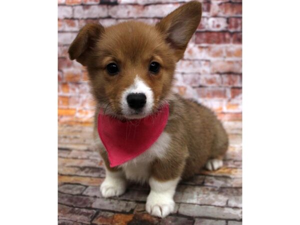 Pembroke Welsh Corgi-DOG-Female-Red & White-16722-Petland Wichita, Kansas
