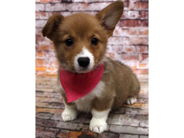 Pembroke Welsh Corgi DOG Female Red & White 16722 Petland Wichita, Kansas