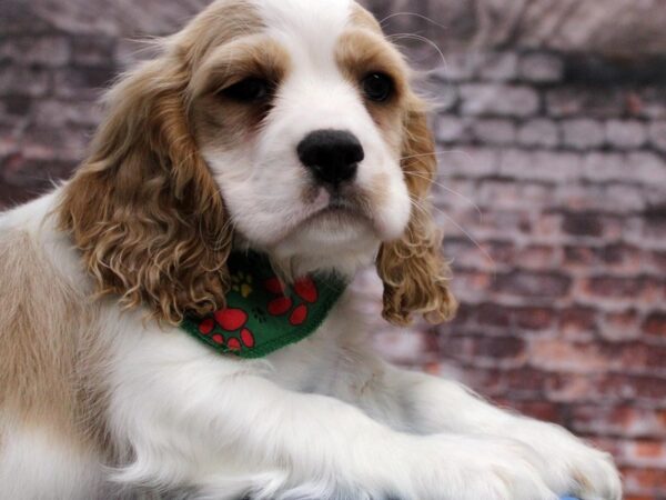 Cockalier-DOG-Male-Blenheim-16721-Petland Wichita, Kansas