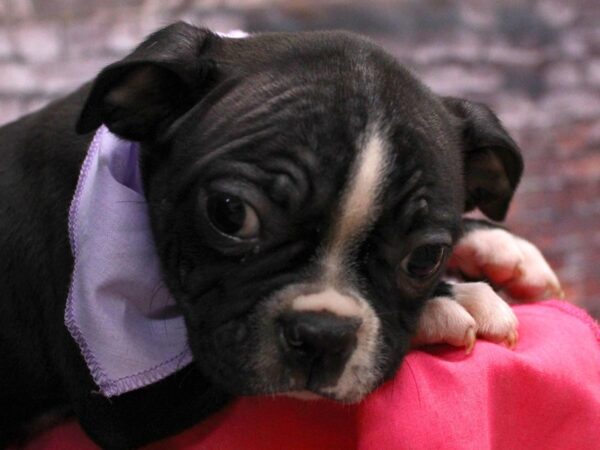 Boston Terrier DOG Female Black / White 16719 Petland Wichita, Kansas