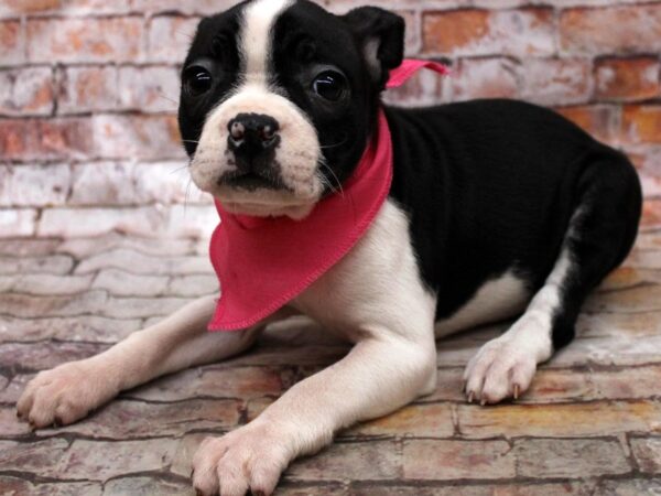 Boston Terrier DOG Female Black / White 16718 Petland Wichita, Kansas