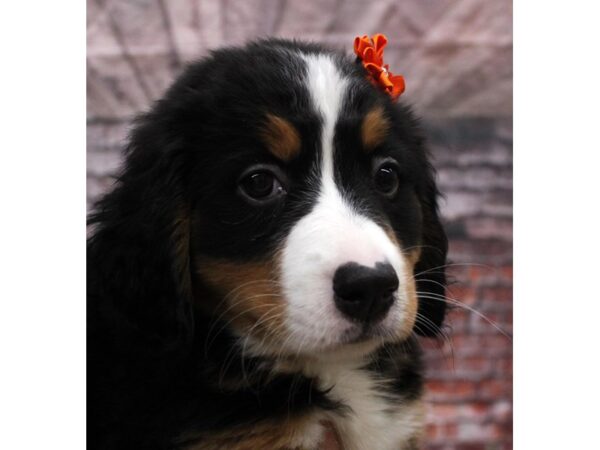 Bernese Mountain Dog DOG Female Tri 16747 Petland Wichita, Kansas