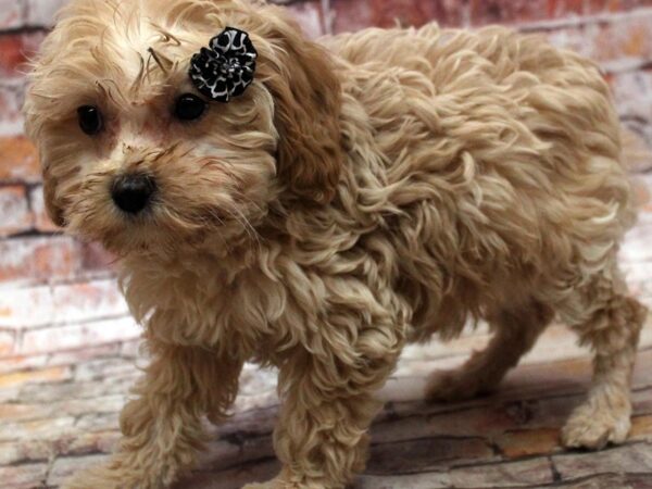 F1B Cockapoo-DOG-Female-Buff-16746-Petland Wichita, Kansas