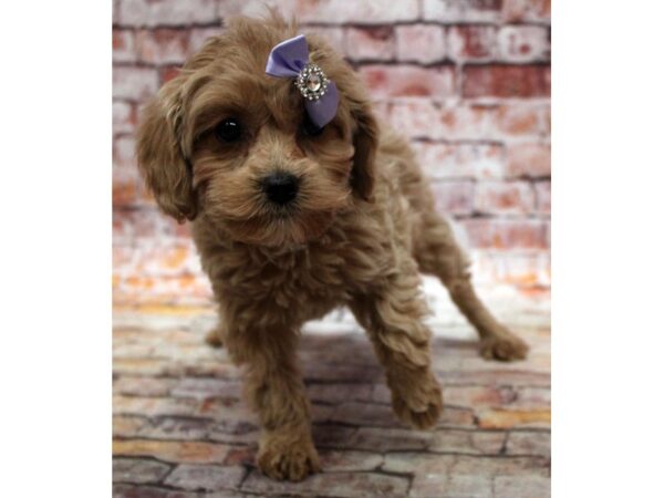 F1B Cockapoo DOG Female Buff 16745 Petland Wichita, Kansas