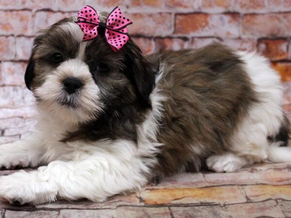 Shih Tzu-DOG-Female-Sable & White-16744-Petland Wichita, Kansas