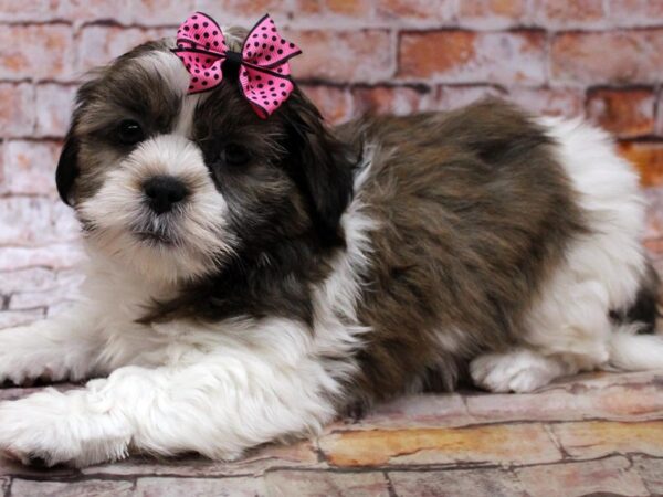 Shih Tzu DOG Female Sable & White 16744 Petland Wichita, Kansas