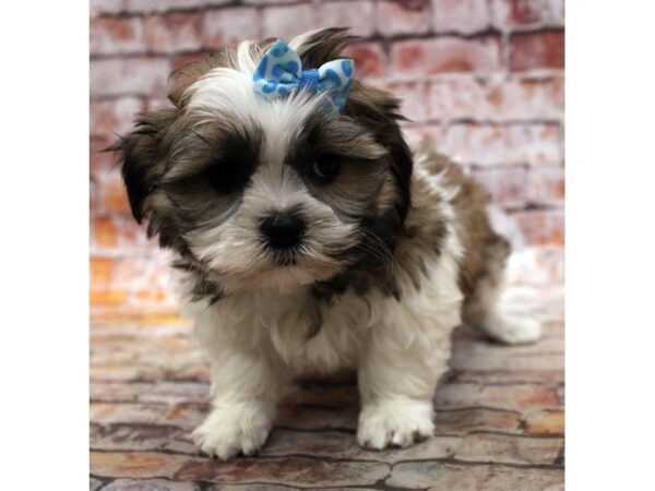 Shih Tzu DOG Female Sable & White 16743 Petland Wichita, Kansas