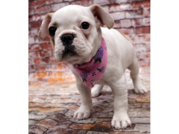 French Bulldog-DOG-Female-Cream-16742-Petland Wichita, Kansas