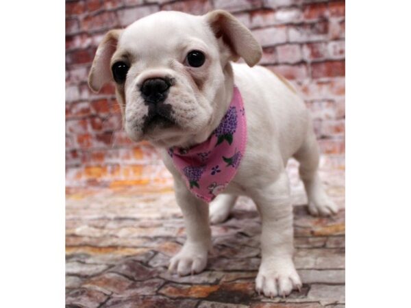 French Bulldog DOG Female Cream 16742 Petland Wichita, Kansas